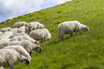 Schafe und Ziegen 