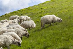 Schafe auf der Weide